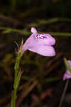 Thickleaf waterwillow